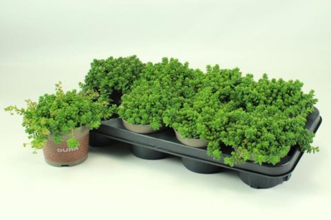 Sedum album 'Athoum'