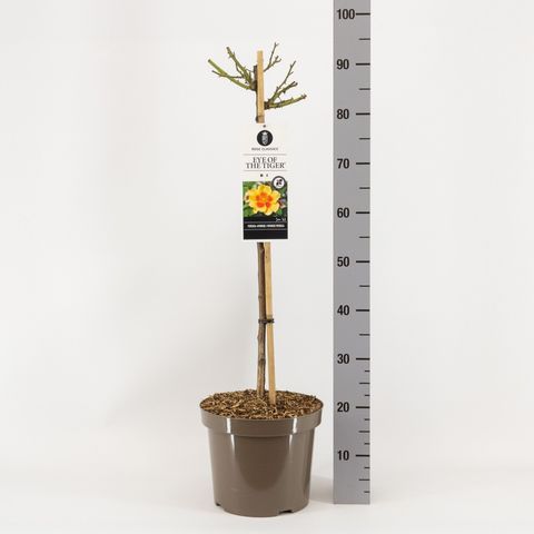 Rosa EYE OF THE TIGER