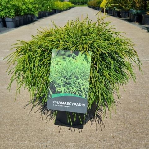 Chamaecyparis pisifera 'Filifera Nana'