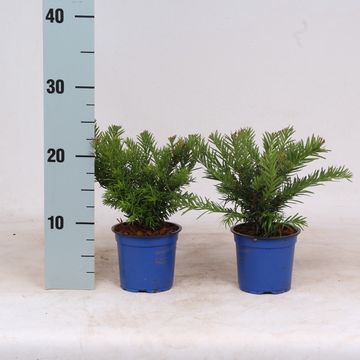 Taxus baccata 'Repandens'