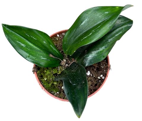 Scaphochlamys scintillans DARK