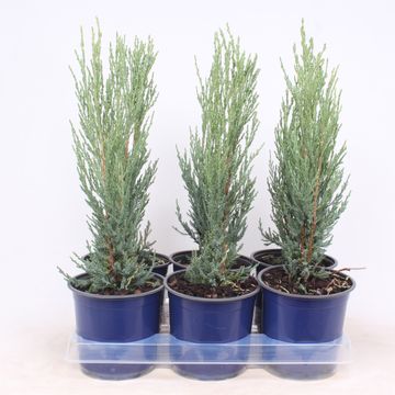 Juniperus scopulorum 'Blue Arrow'