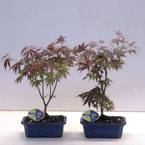 Acer palmatum 'Atropurpureum'