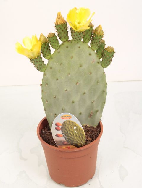 Opuntia ficus-indica