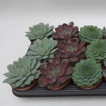 Echeveria MIX