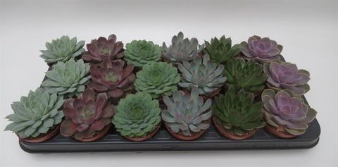 Echeveria MIX