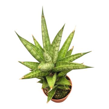 Sansevieria 'Helios'