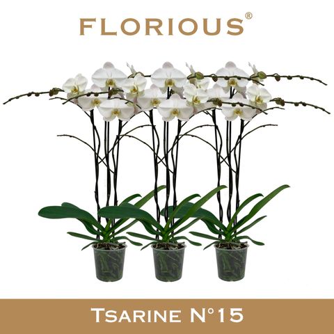Phalaenopsis 'Tsarine'