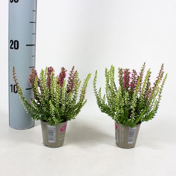 Calluna vulgaris GARDEN GIRLS MIX IN POT TWIN