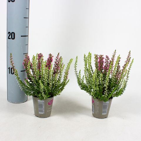 Calluna vulgaris GARDEN GIRLS MIX IN POT TWIN