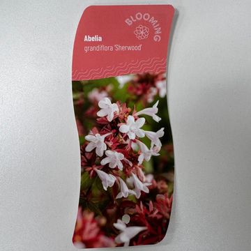 Abelia x grandiflora 'Sherwood'