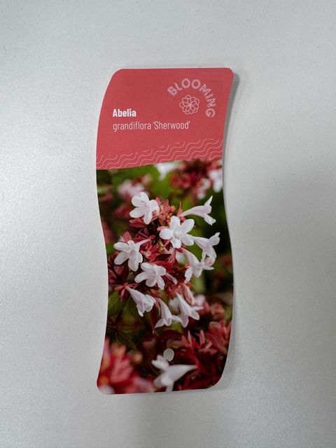 Abelia x grandiflora 'Sherwood'