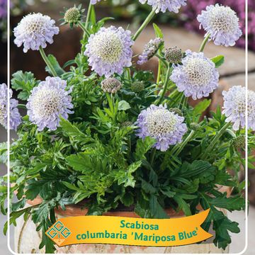 Scabiosa columbaria 'Mariposa Blue'