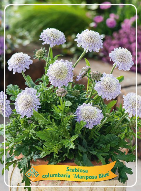Scabiosa columbaria 'Mariposa Blue'