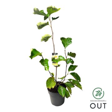 Magnolia denudata YELLOW RIVER