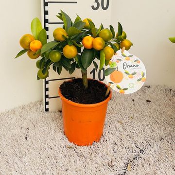 x Citrofortunella microcarpa