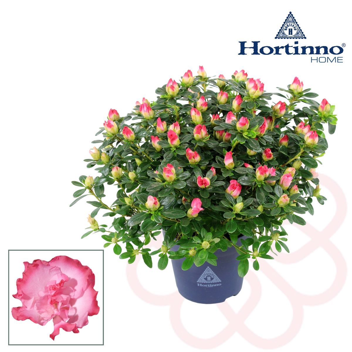 Rhododendron HORTINNO PRIMAVERA  Plant Wholesale FlorAccess