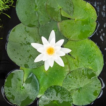 Nymphaea tetragona