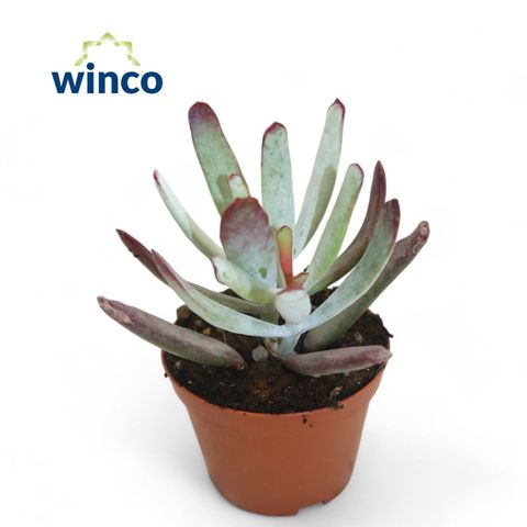 Cotyledon orbiculata 'Silver Peak'