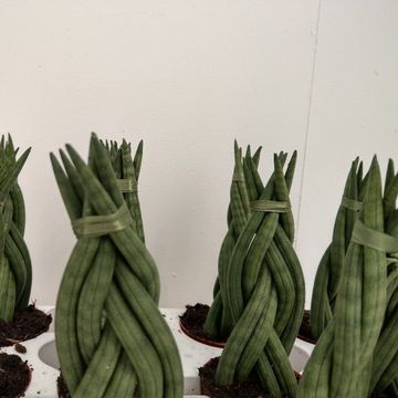 Sansevieria cylindrica 'Braid'