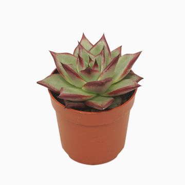 Echeveria agavoides 'Electra'