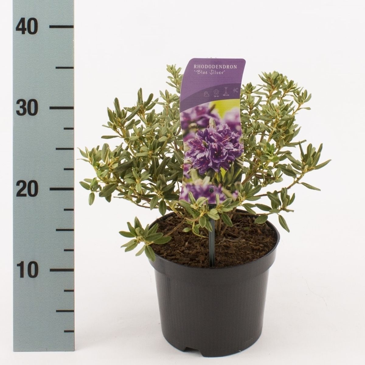 thuja Thuja Virginian