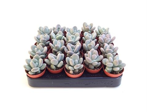 Pachyphytum bracteosum