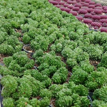 Euphorbia 'Green Elf Cristata'