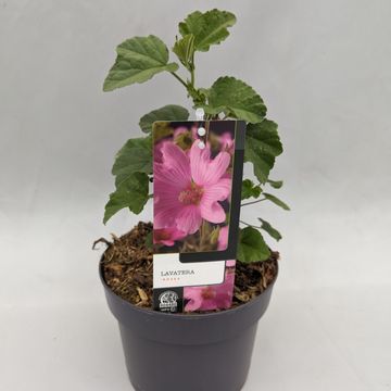 Lavatera 'Rosea'