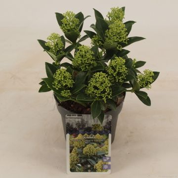 Skimmia japonica WHITE DWARF