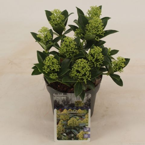 Skimmia japonica WHITE DWARF