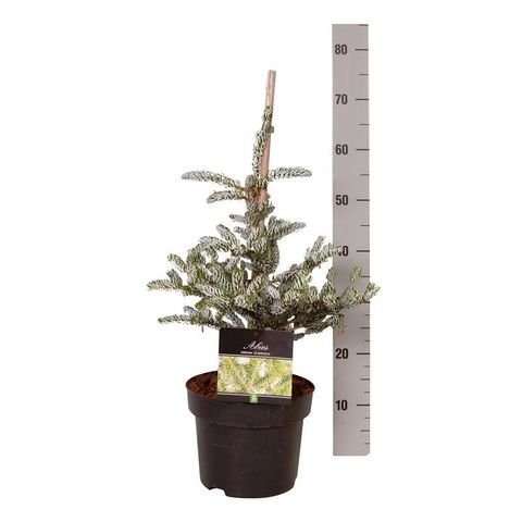 Abies koreana 'Silberlocke'