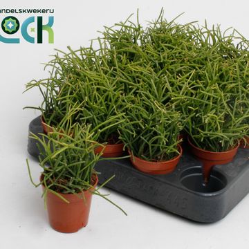 Rhipsalis baccifera 'Oasis'