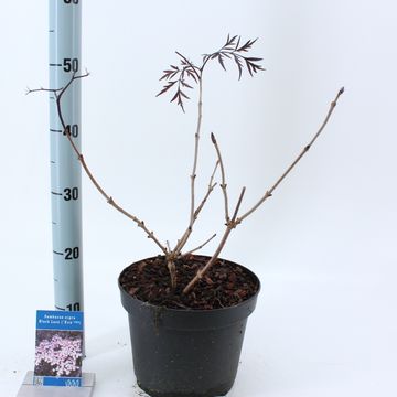 Sambucus nigra BLACK LACE