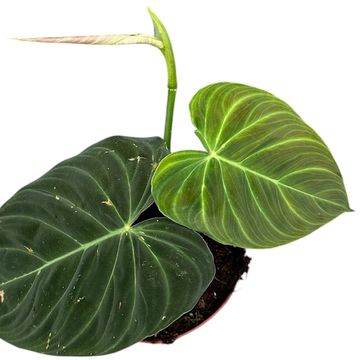 Philodendron 'Splendid'