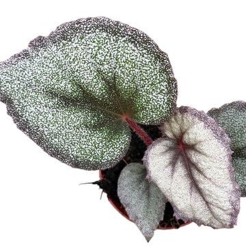 Begonia 'Flamingo Soul'