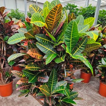 Codiaeum variegatum 'Petra'