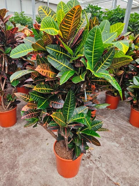 Codiaeum variegatum 'Petra'