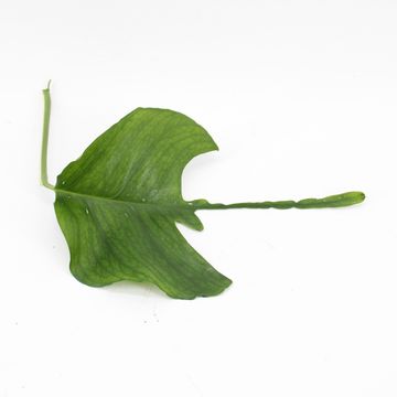 Epipremnum pinnatum 'Skeleton Key'