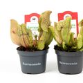 Sarracenia purpurea venosa