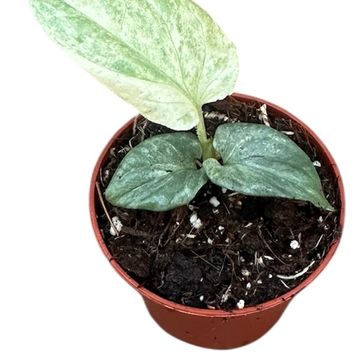 Amydrium medium 'Silver Variegata'