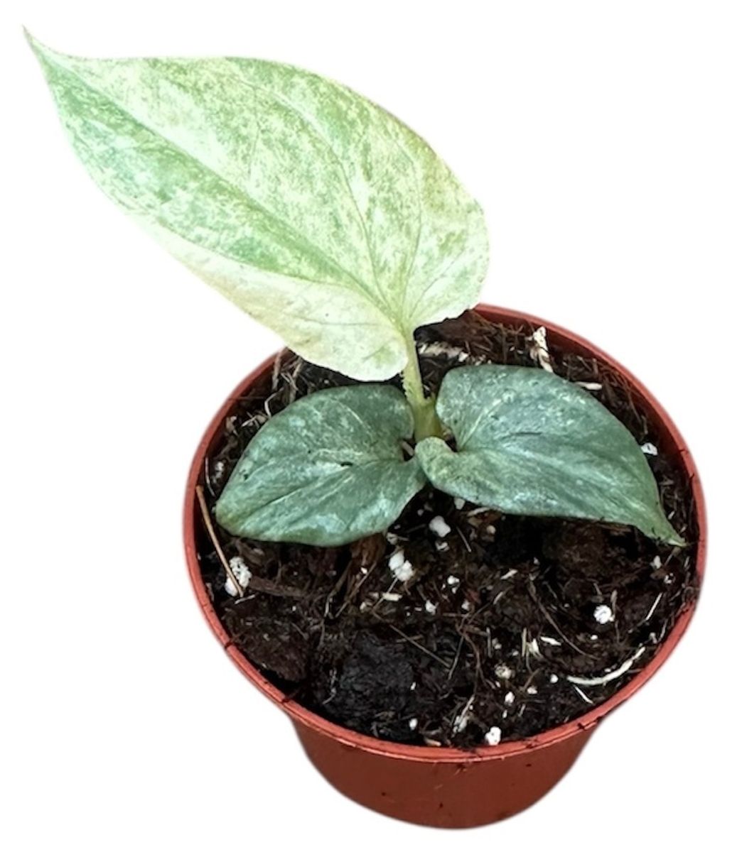 Amydrium medium 'Silver Variegata'  Mayorista de plantas FlorAccess