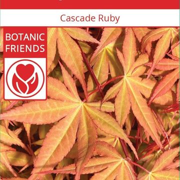 Acer palmatum CASCADE RUBY