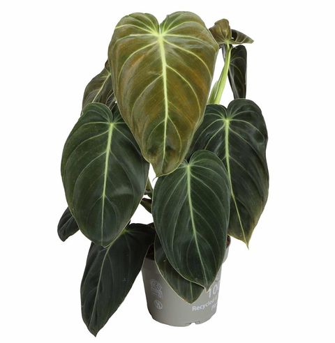 Philodendron melanochrysum