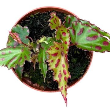 Begonia 'Pink Dottie'
