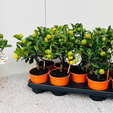 x Citrofortunella microcarpa