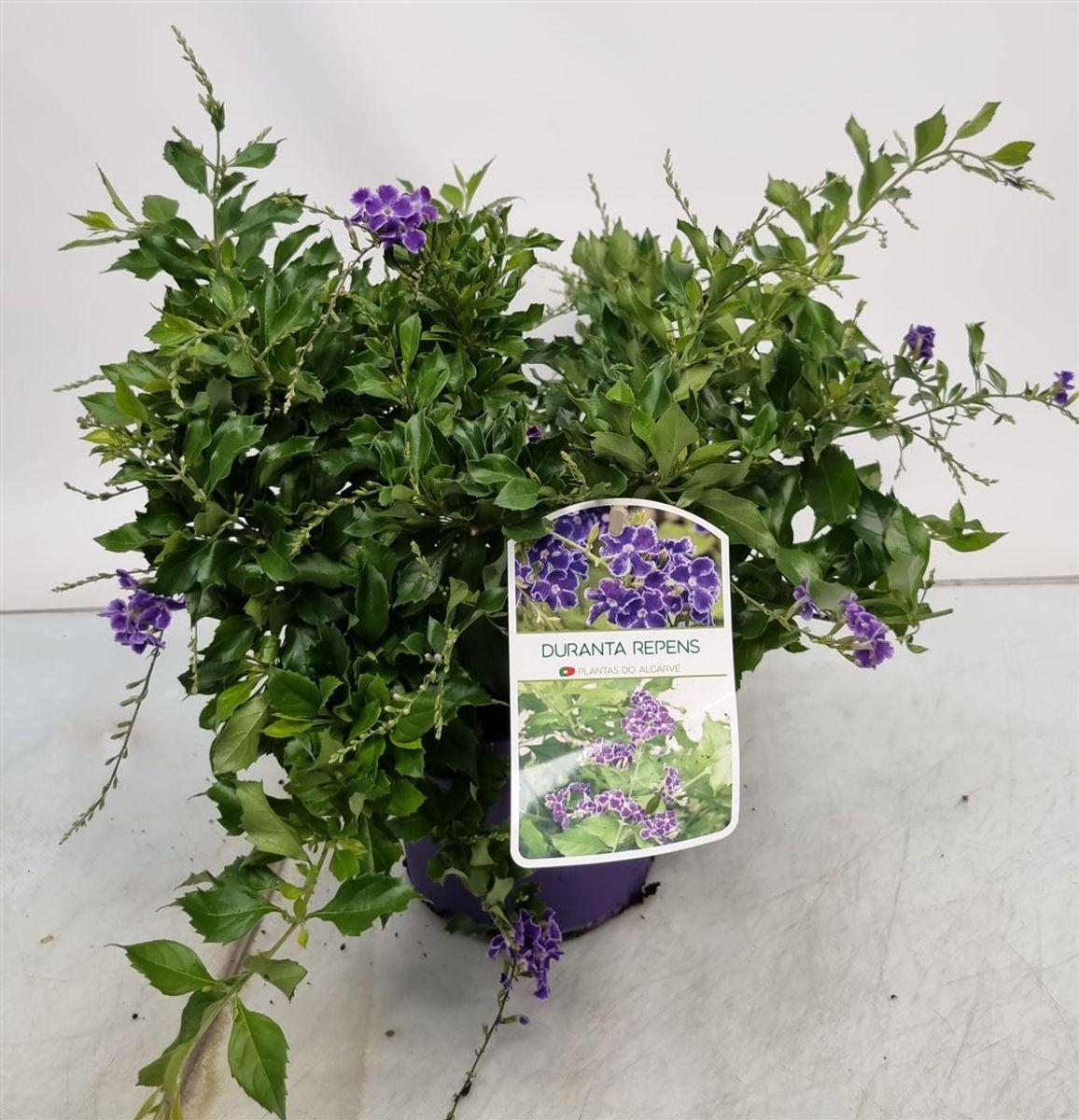 Duranta erecta — Plant Wholesale FlorAccess