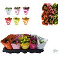 Kalanchoe blossfeldiana MIX