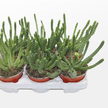Euphorbia fruticosa 'Inermis'