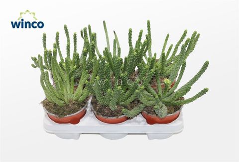 Euphorbia fruticosa 'Inermis'